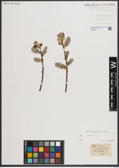 Foto von Salix caprea L.